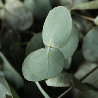 Eucalyptus Mint