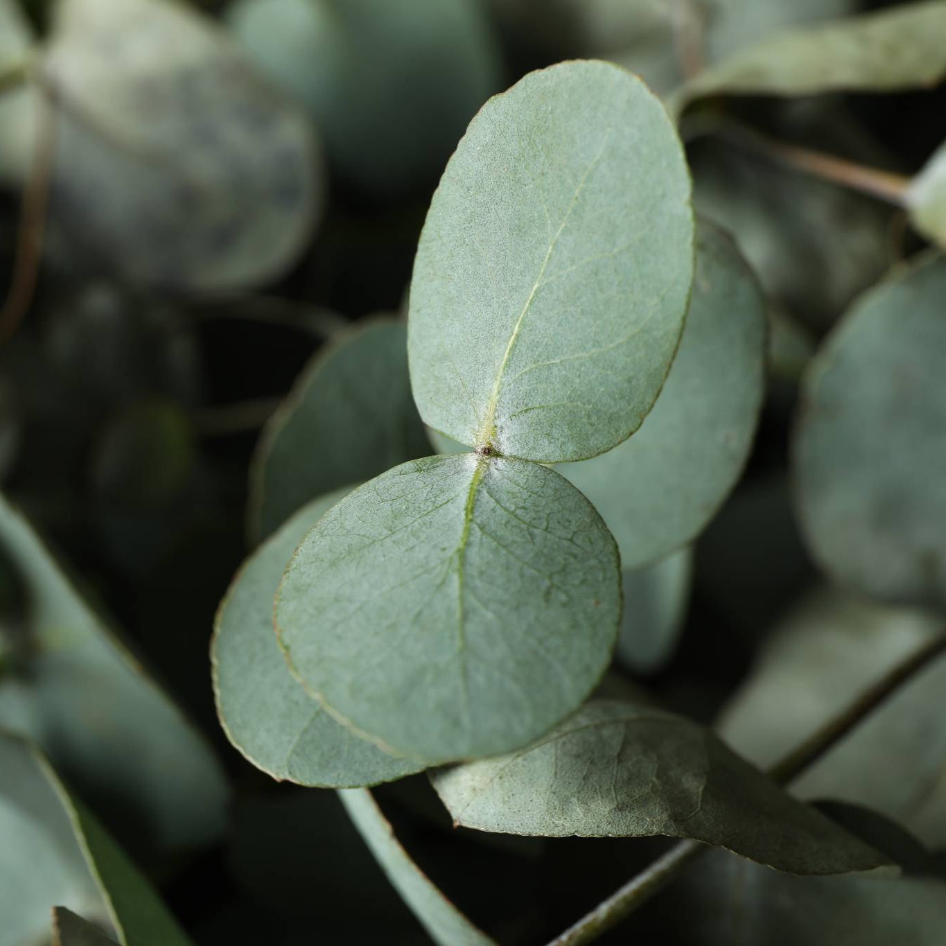 Eucalyptus Mint